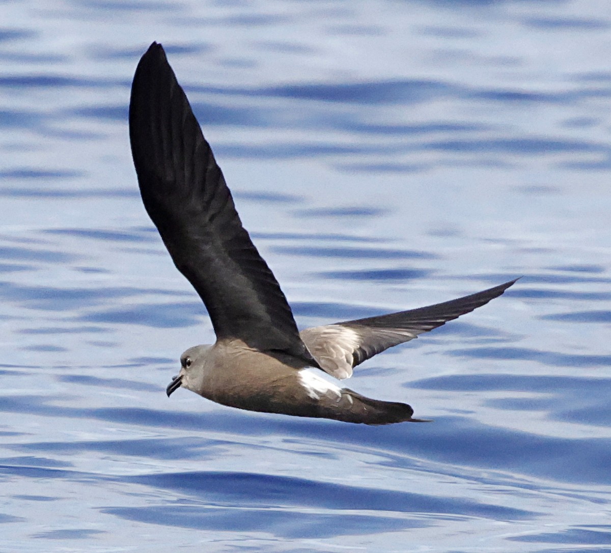 Band-rumped Storm-Petrel - ML647579468