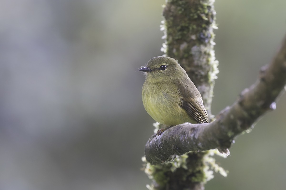 Flavescent Flycatcher - ML647579469