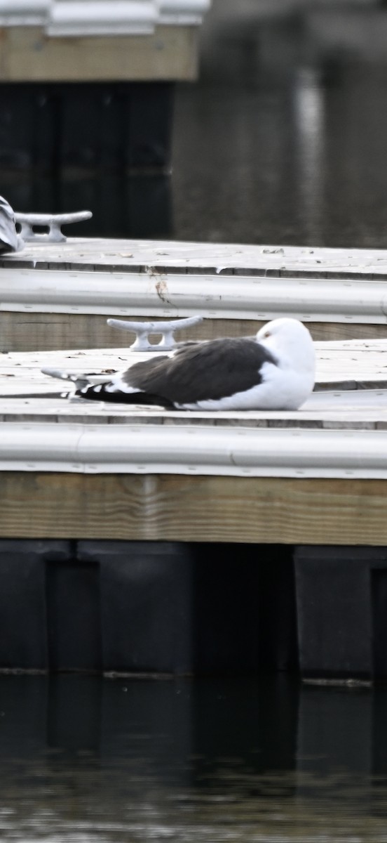 Great Black-backed Gull - ML647579470