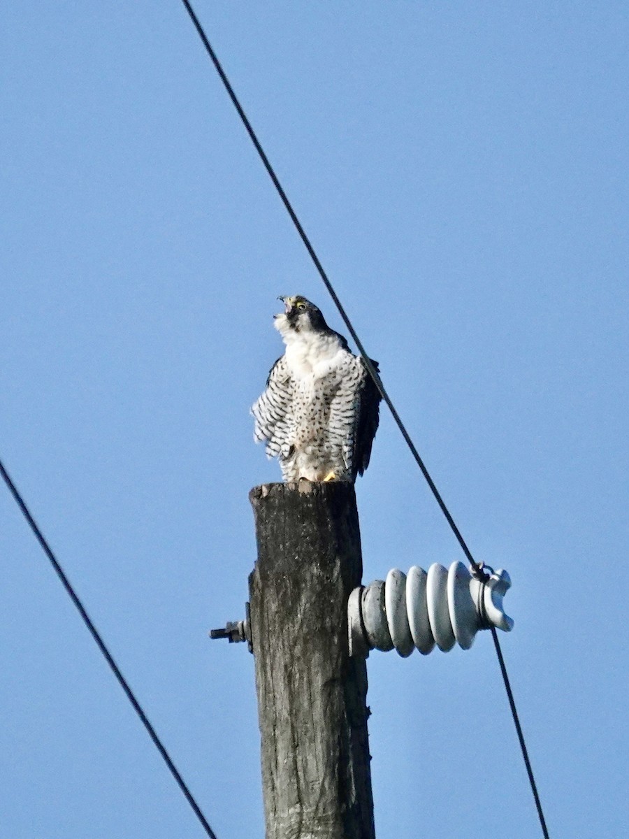Peregrine Falcon - ML647579471