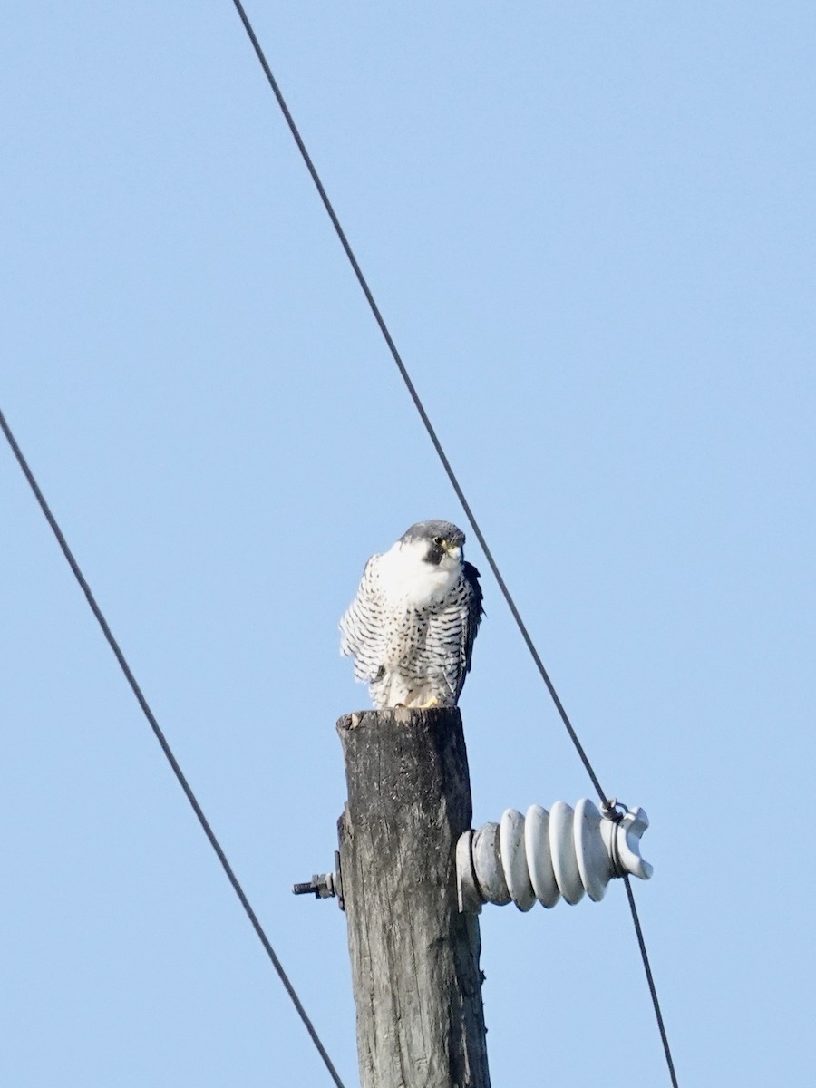 Peregrine Falcon - ML647579472