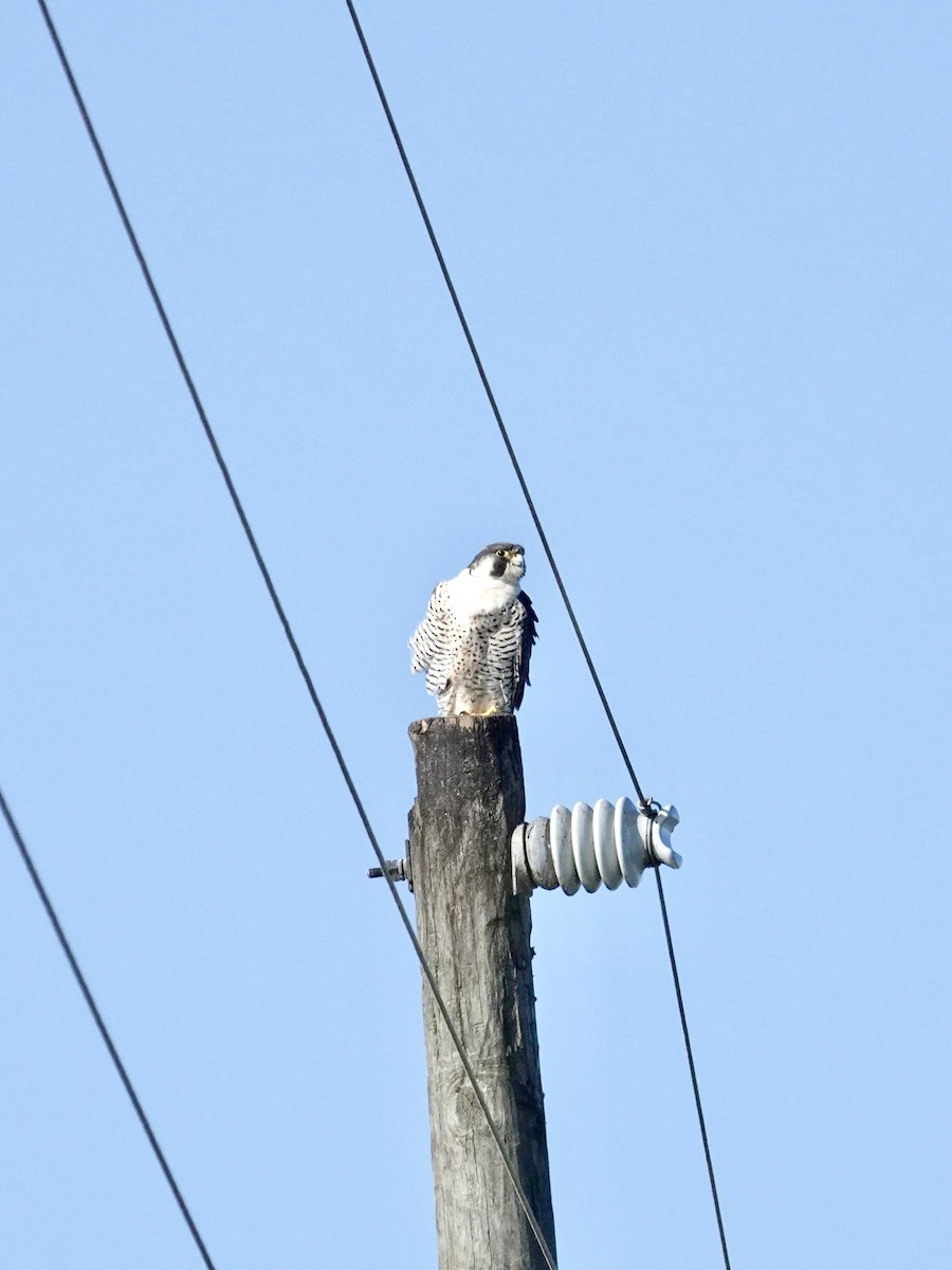 Peregrine Falcon - ML647579473
