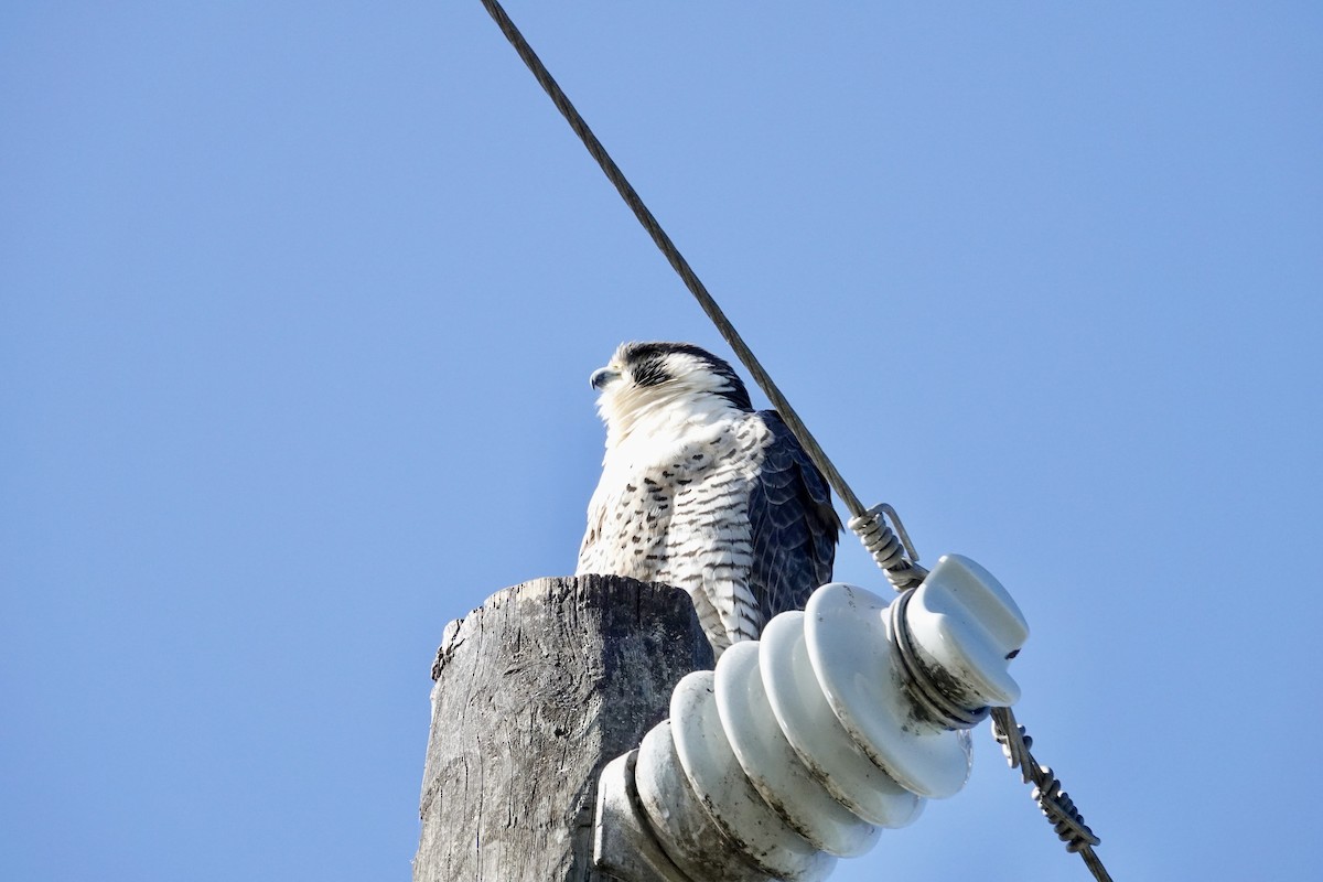 Peregrine Falcon - ML647579474