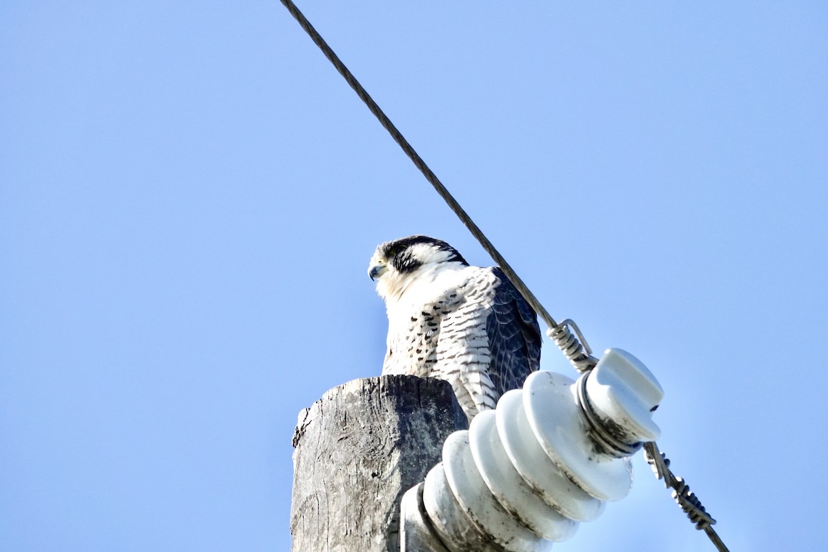 Peregrine Falcon - ML647579475
