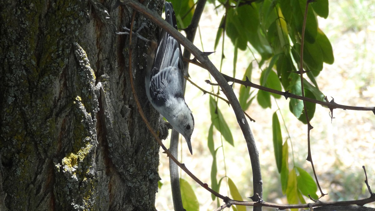 White-breasted Nuthatch - ML647579476