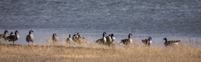 Canada Goose - ML647579477