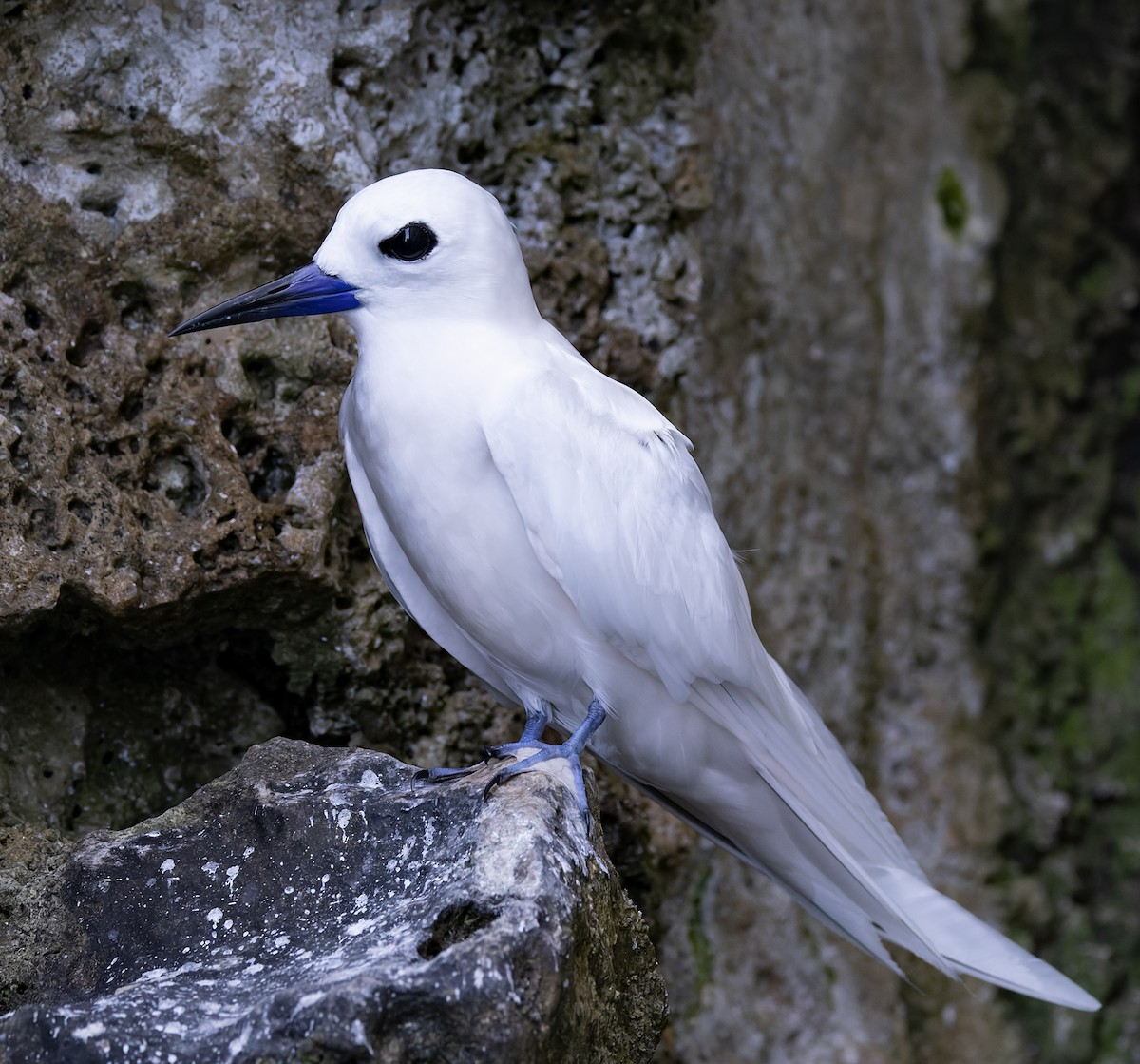 Blue-billed White-Tern - ML647579478
