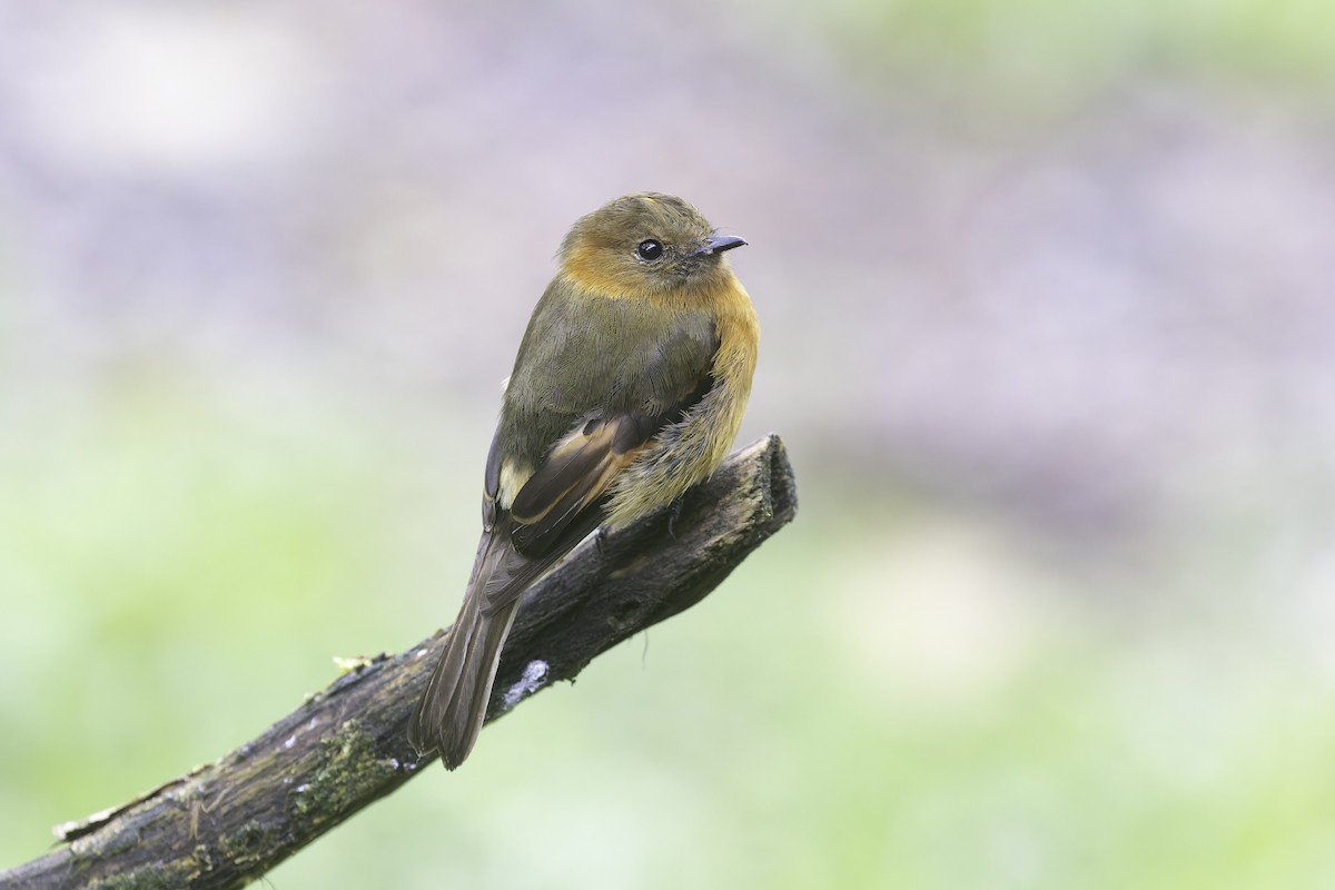 Cinnamon Flycatcher (Andean) - ML647579481