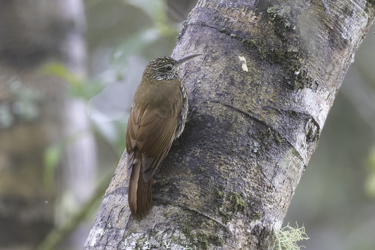 Dağ Tırmaşık - ML647579488