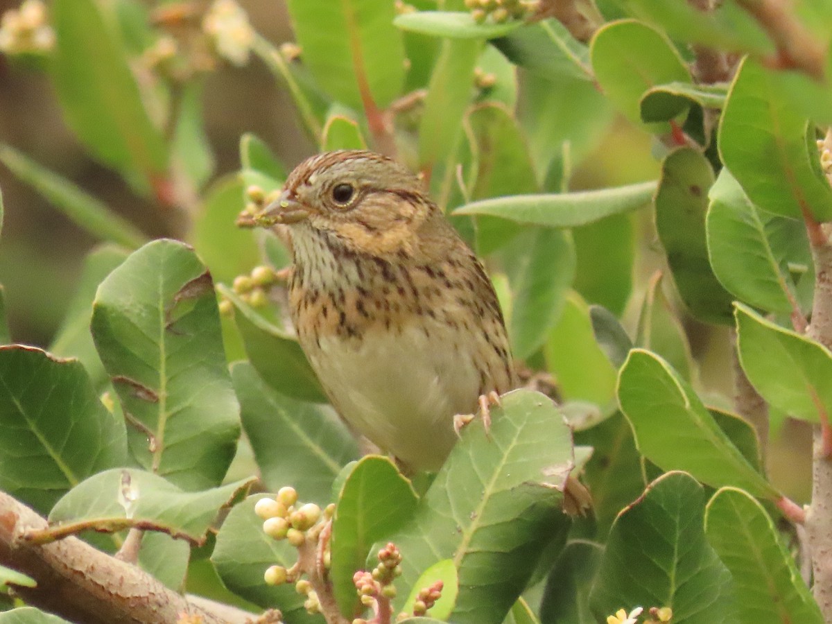 Lincoln's Sparrow - ML647579489