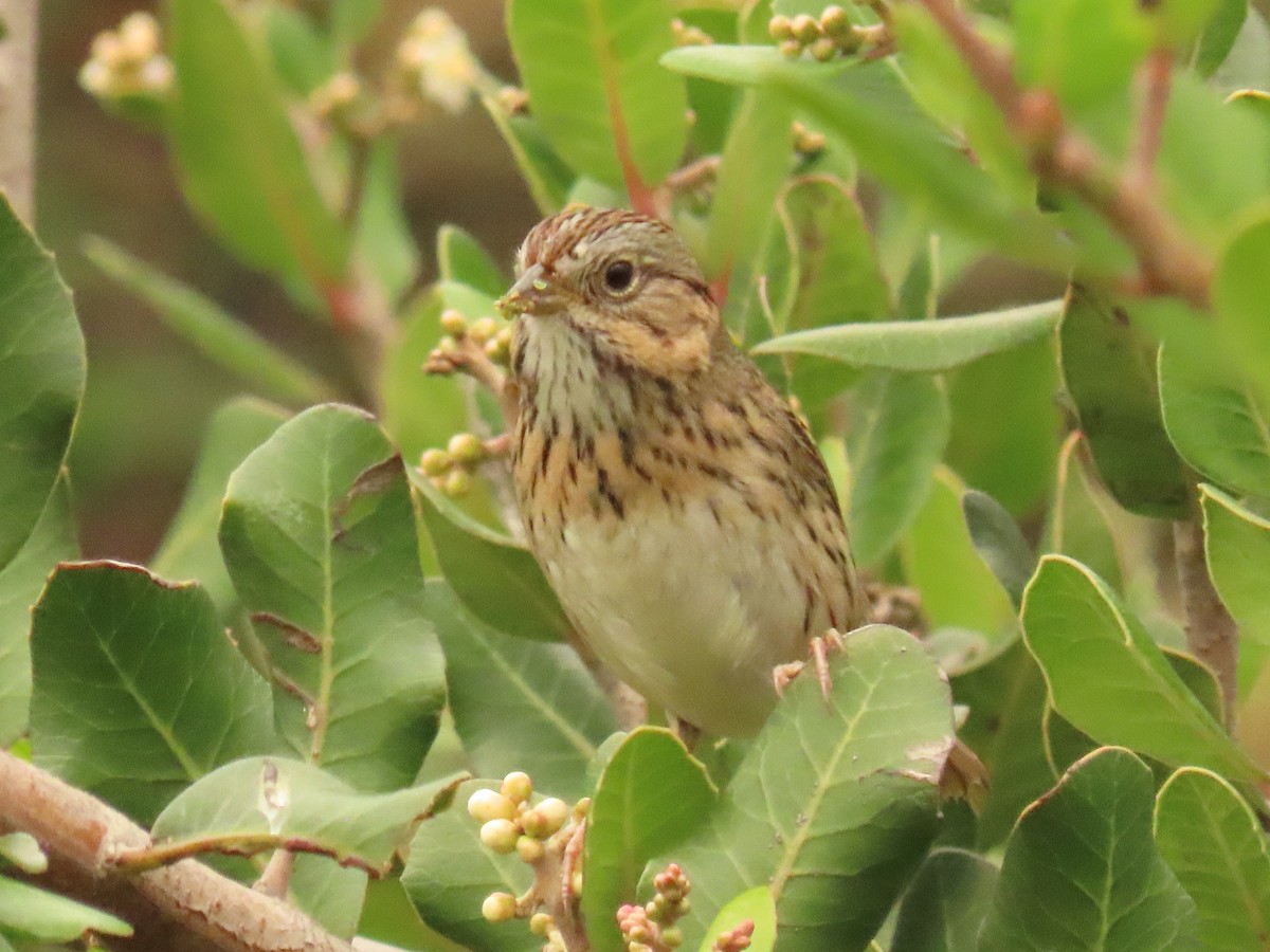 Lincoln's Sparrow - ML647579490