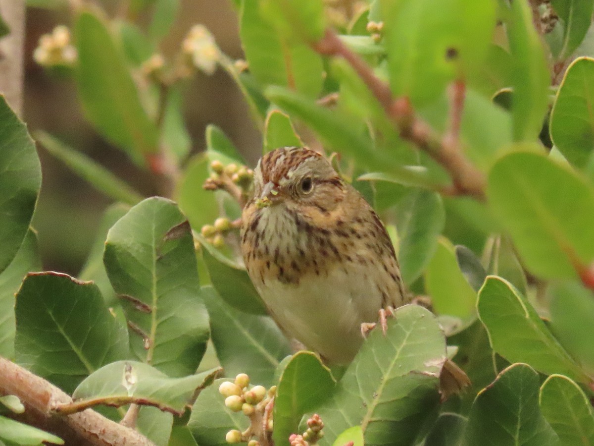 Lincoln's Sparrow - ML647579491