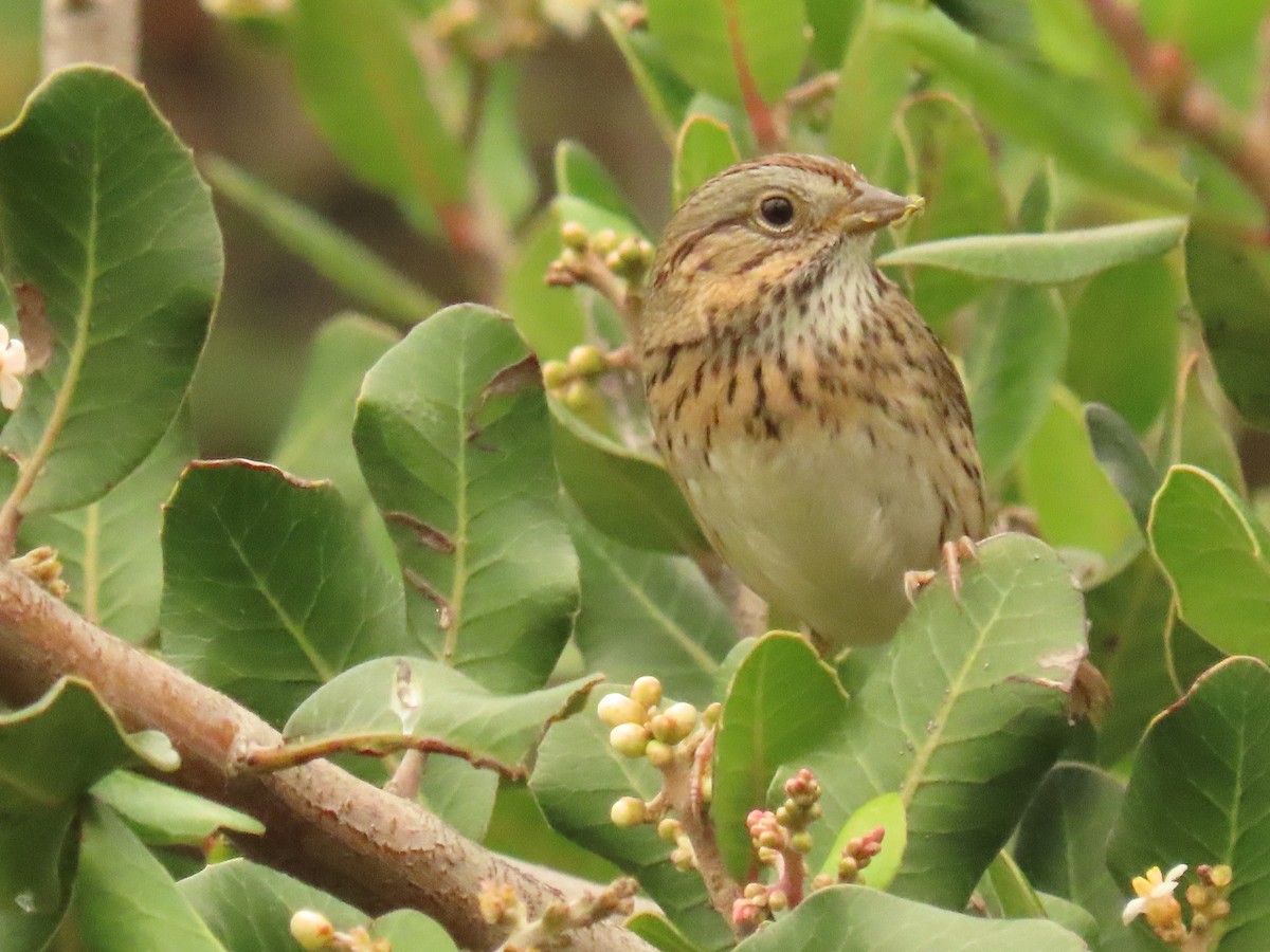 Lincoln's Sparrow - ML647579493