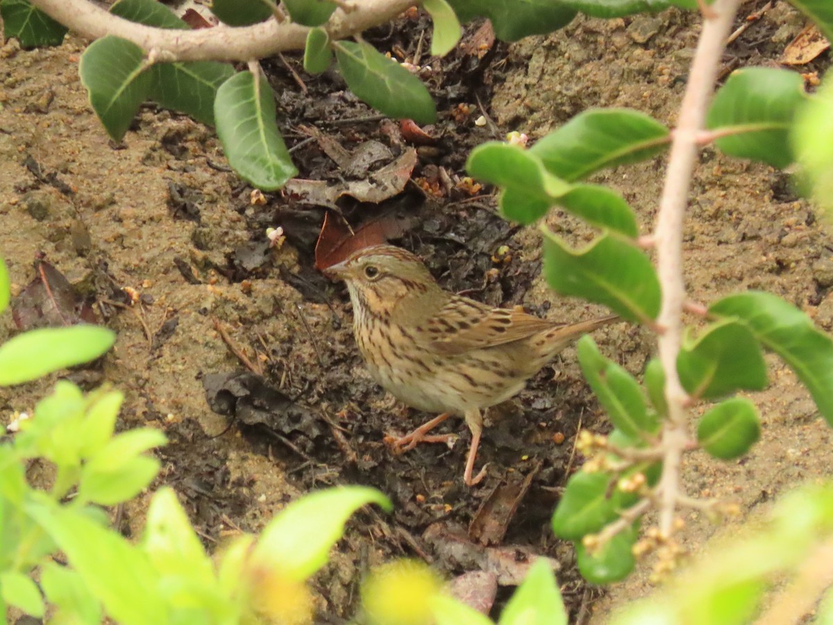 Lincoln's Sparrow - ML647579494
