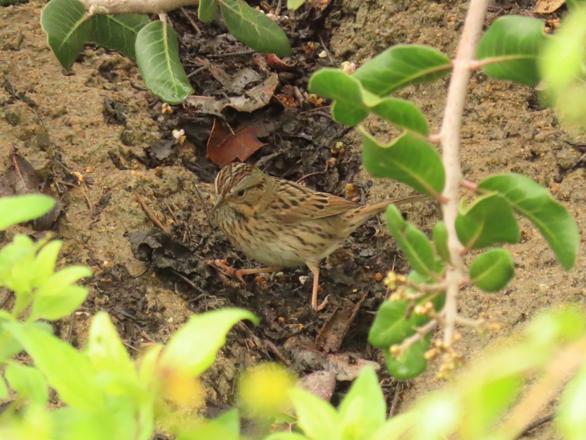 Lincoln's Sparrow - ML647579495