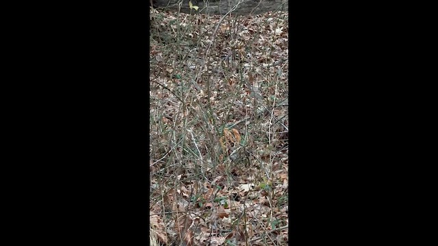 Волоочко канадське - ML647579506