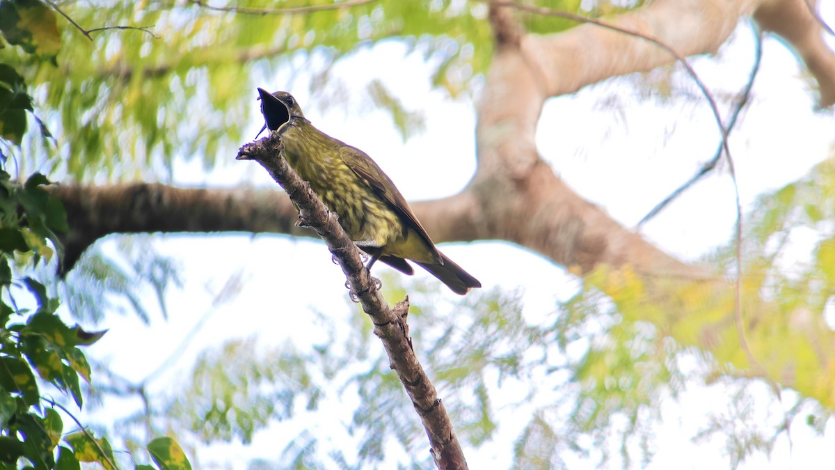 Three-wattled Bellbird - ML647579521
