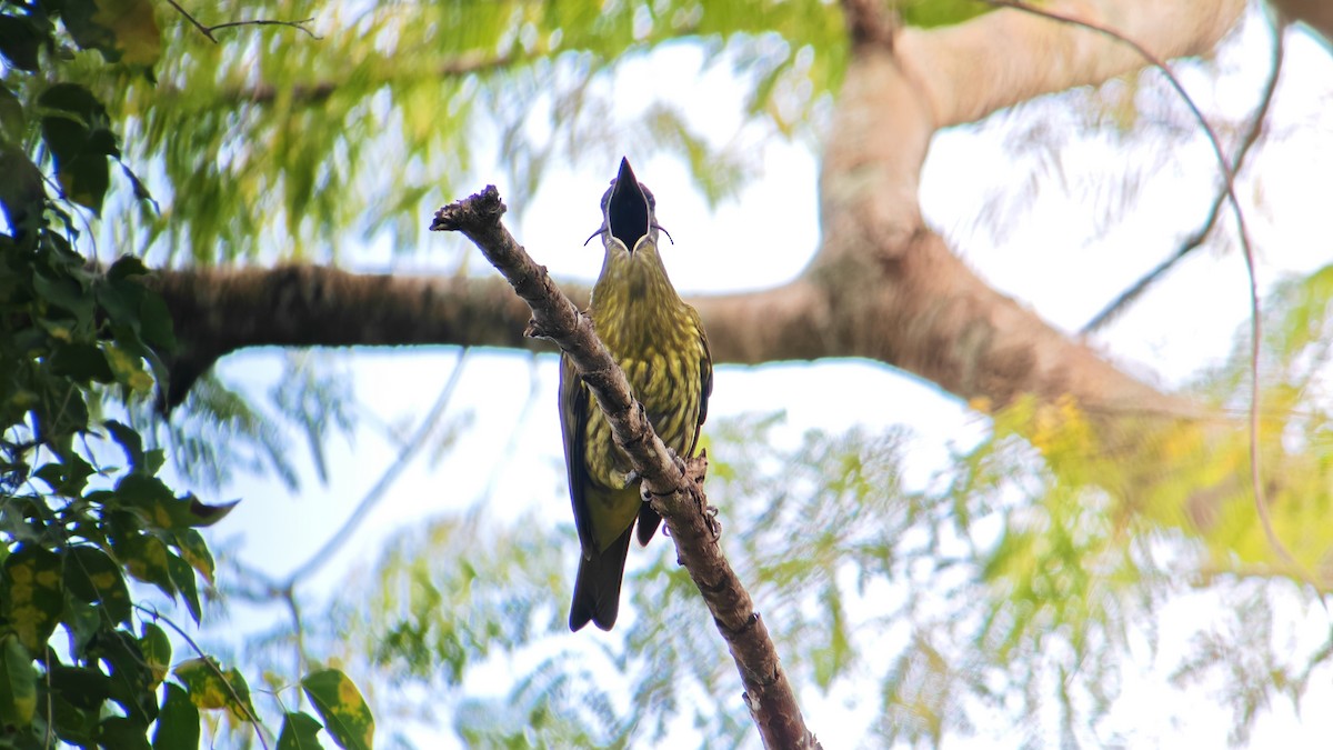 Three-wattled Bellbird - ML647579522