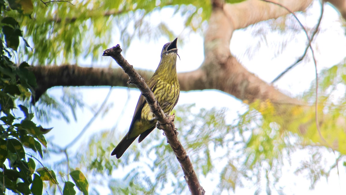 Three-wattled Bellbird - ML647579523