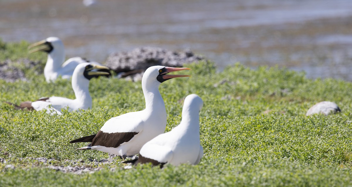 Nazca Booby - ML647579554