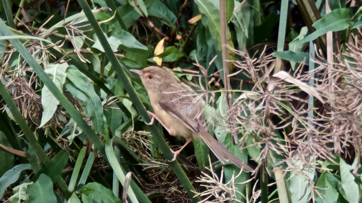 Akça Prinya - ML647579556