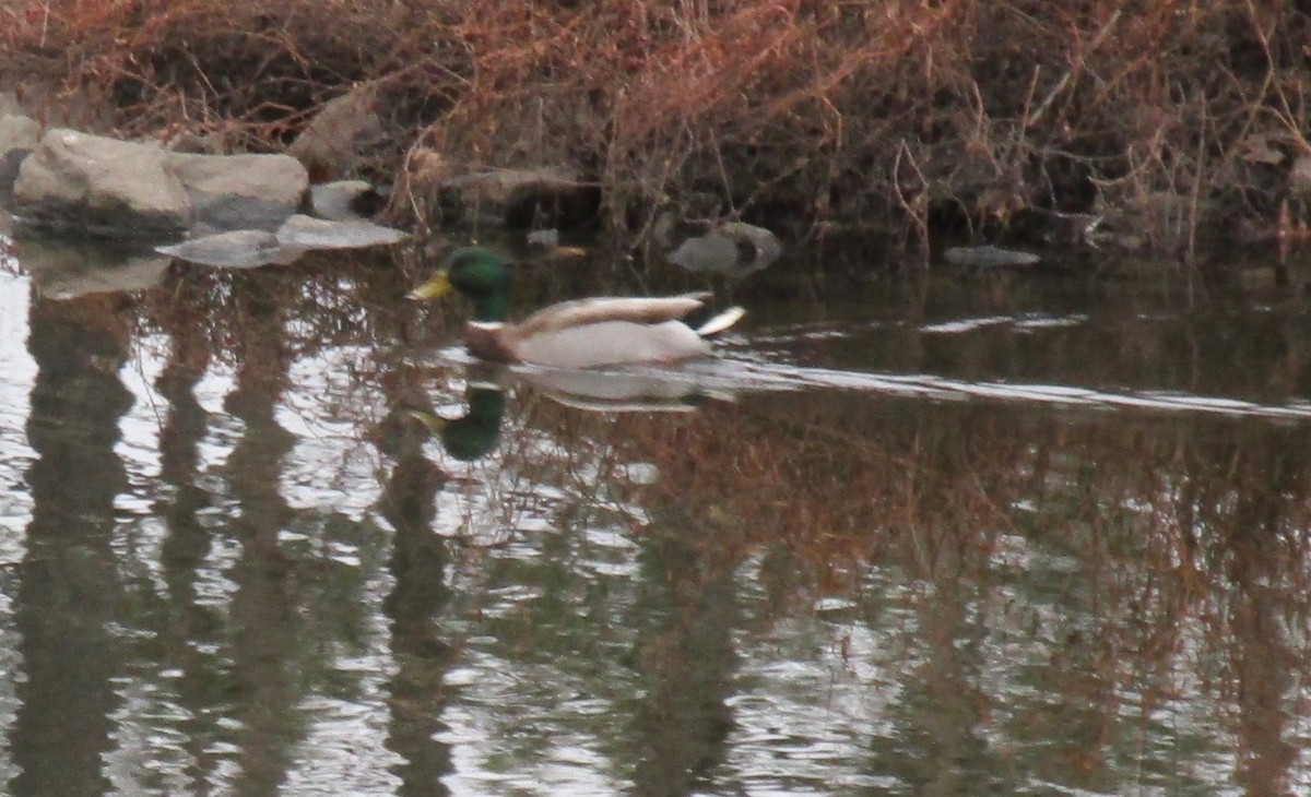 Yeşilbaş - ML647579557