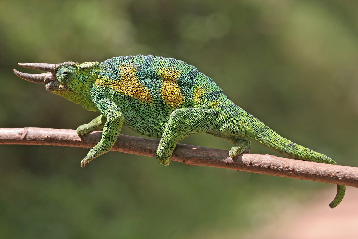 Johnston's Chameleon - ML647579558