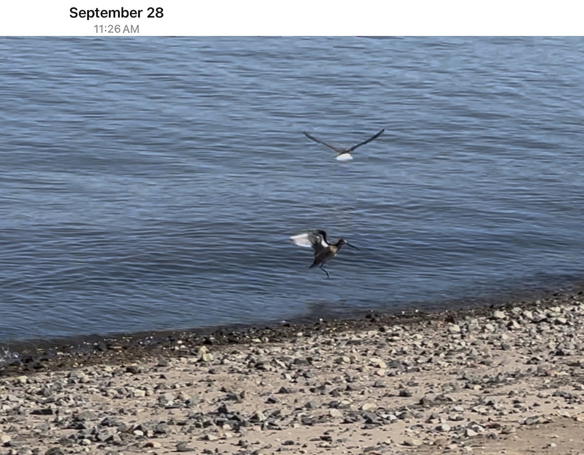 Uzun Gagalı Suçulluğu - ML647579561