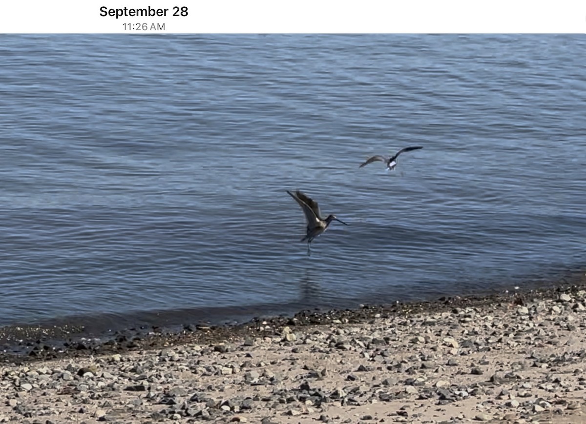 Uzun Gagalı Suçulluğu - ML647579562