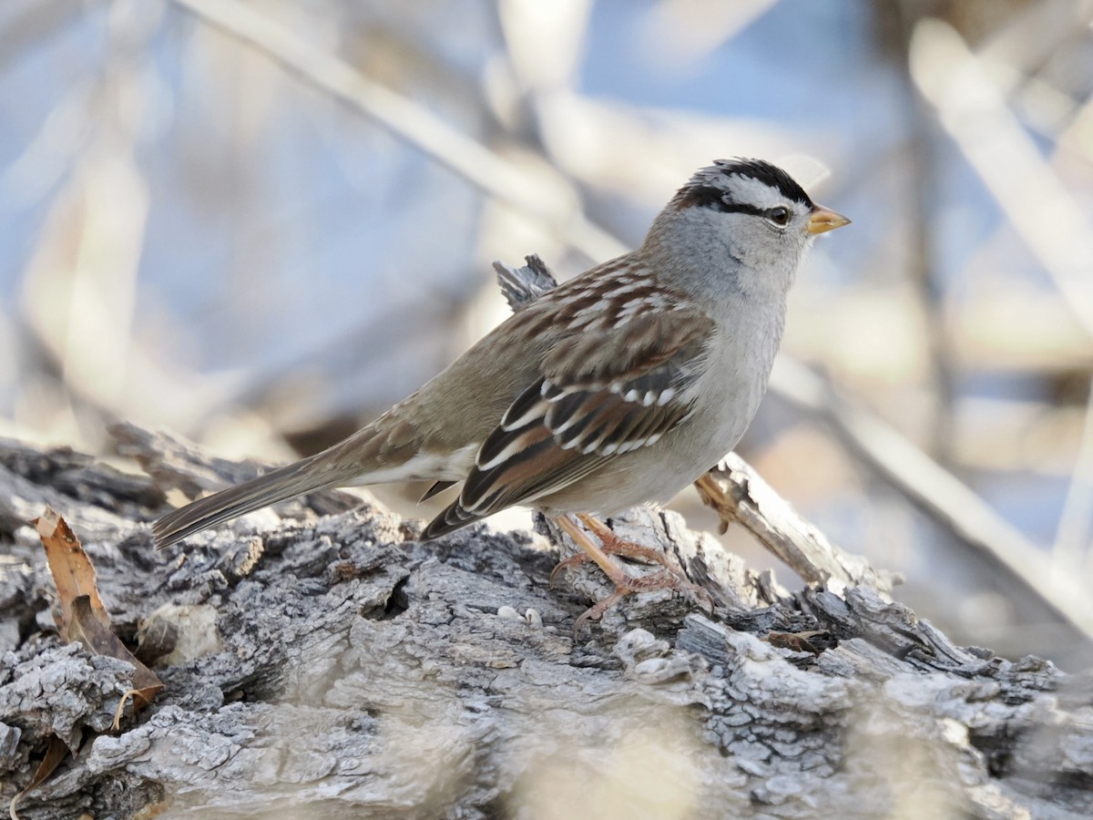 Porsuk Serçesi - ML647579565