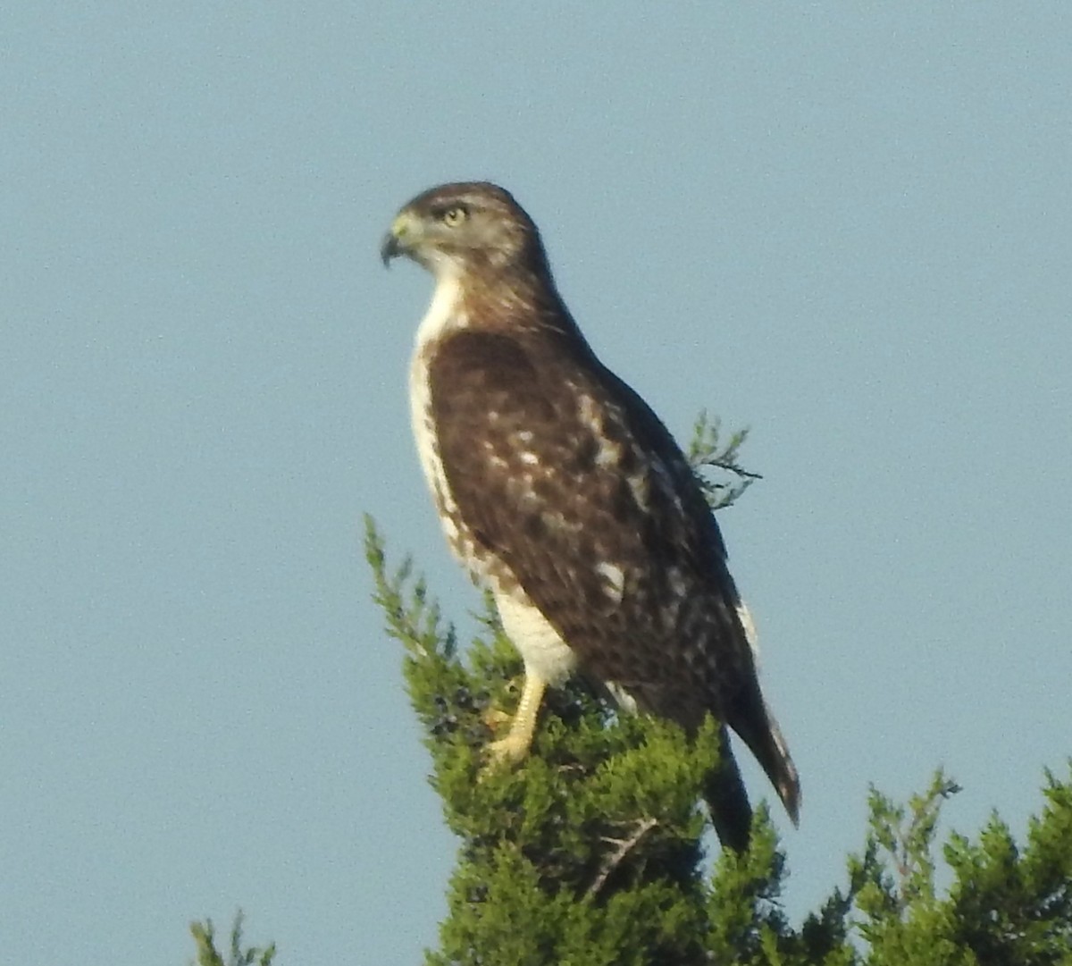 Kızıl Kuyruklu Şahin - ML647579567