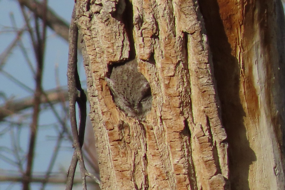 Doğulu Puhucuk - ML647579568