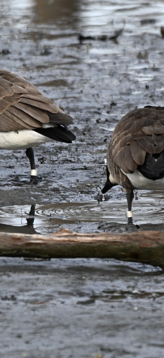 Kanada Kazı - ML647579569