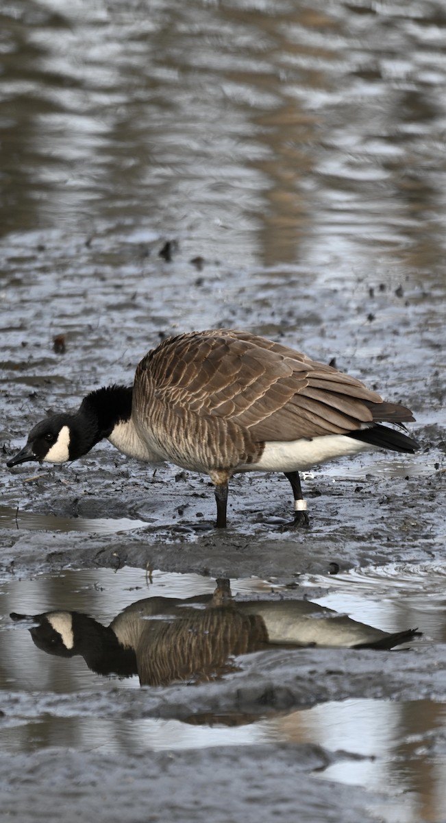 Kanada Kazı - ML647579570