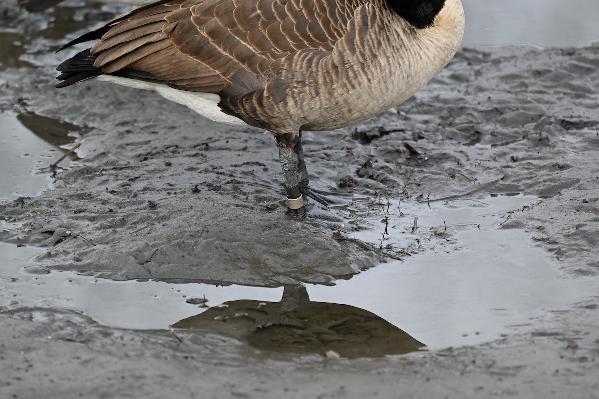 Kanada Kazı - ML647579571