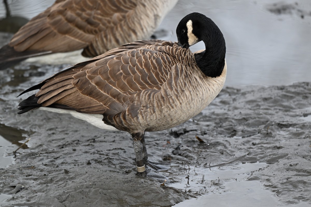 Kanada Kazı - ML647579572