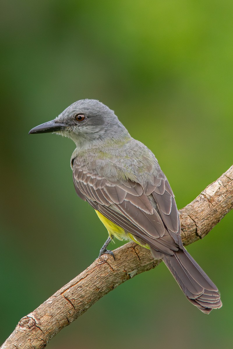 Tropikal Tiran - ML647579573