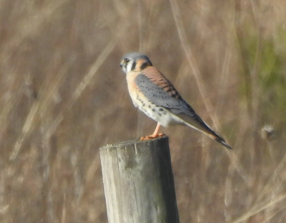 Ala Kerkenez - ML647579574