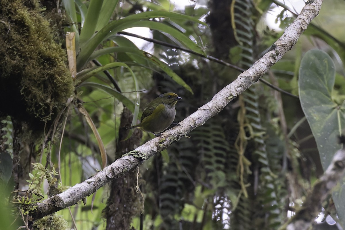 Kızıl Taçlı Öfonya - ML647579575