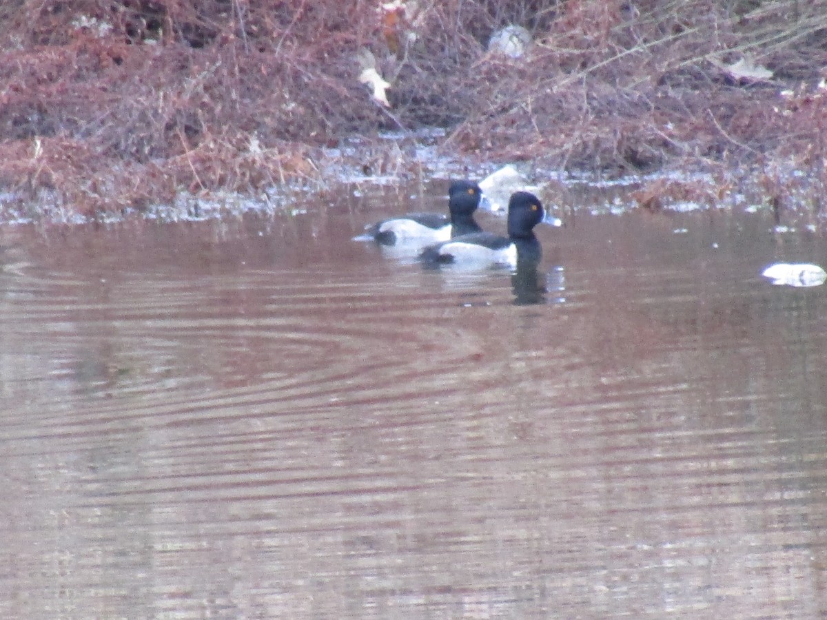 Morbaş Patka - ML647579582