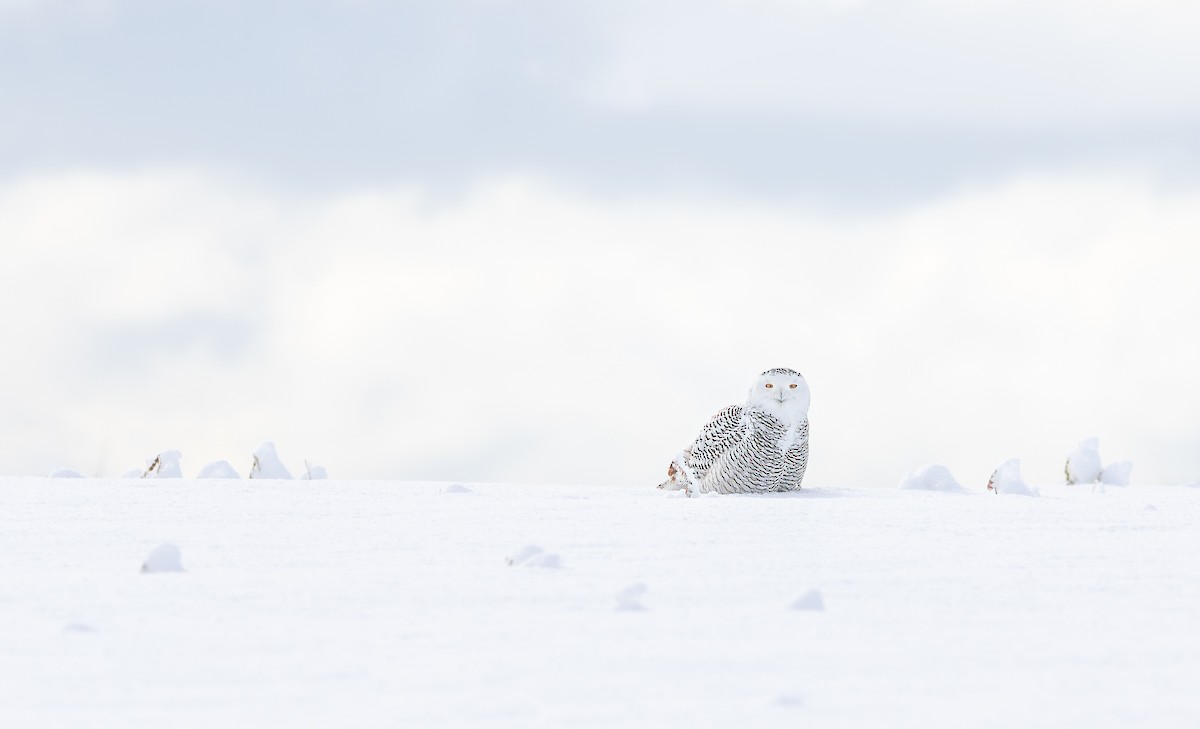 Kar Baykuşu - ML647579584