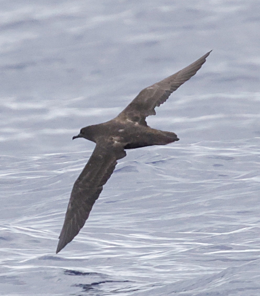 Christmas Yelkovanı - ML647579585