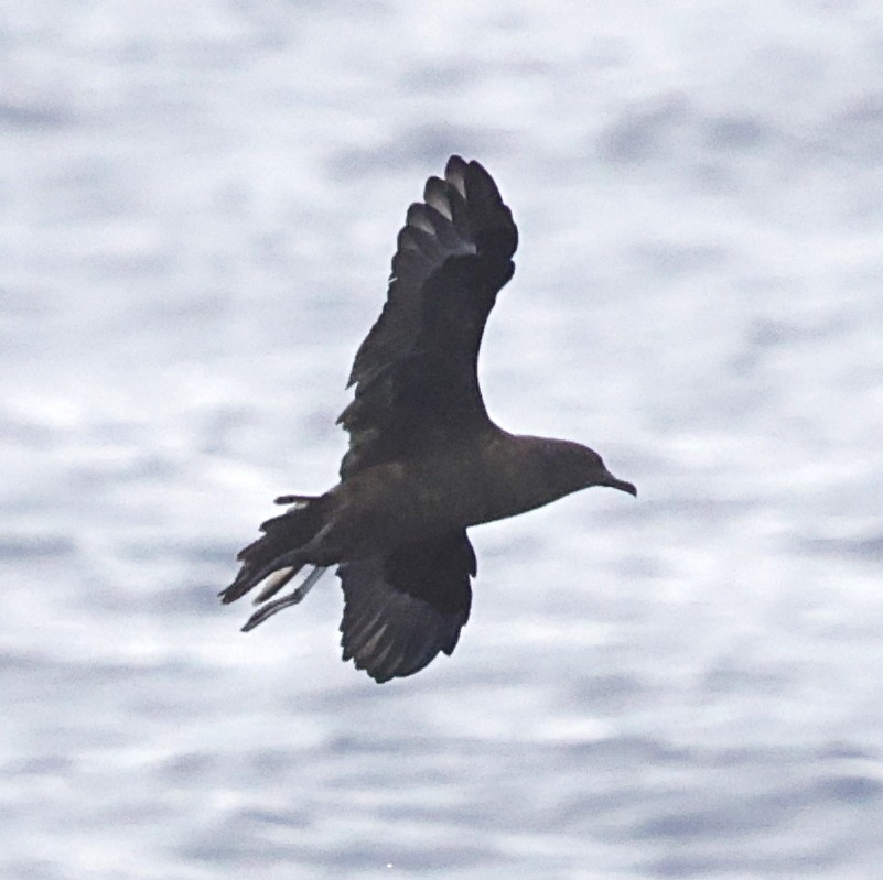 Christmas Yelkovanı - ML647579586