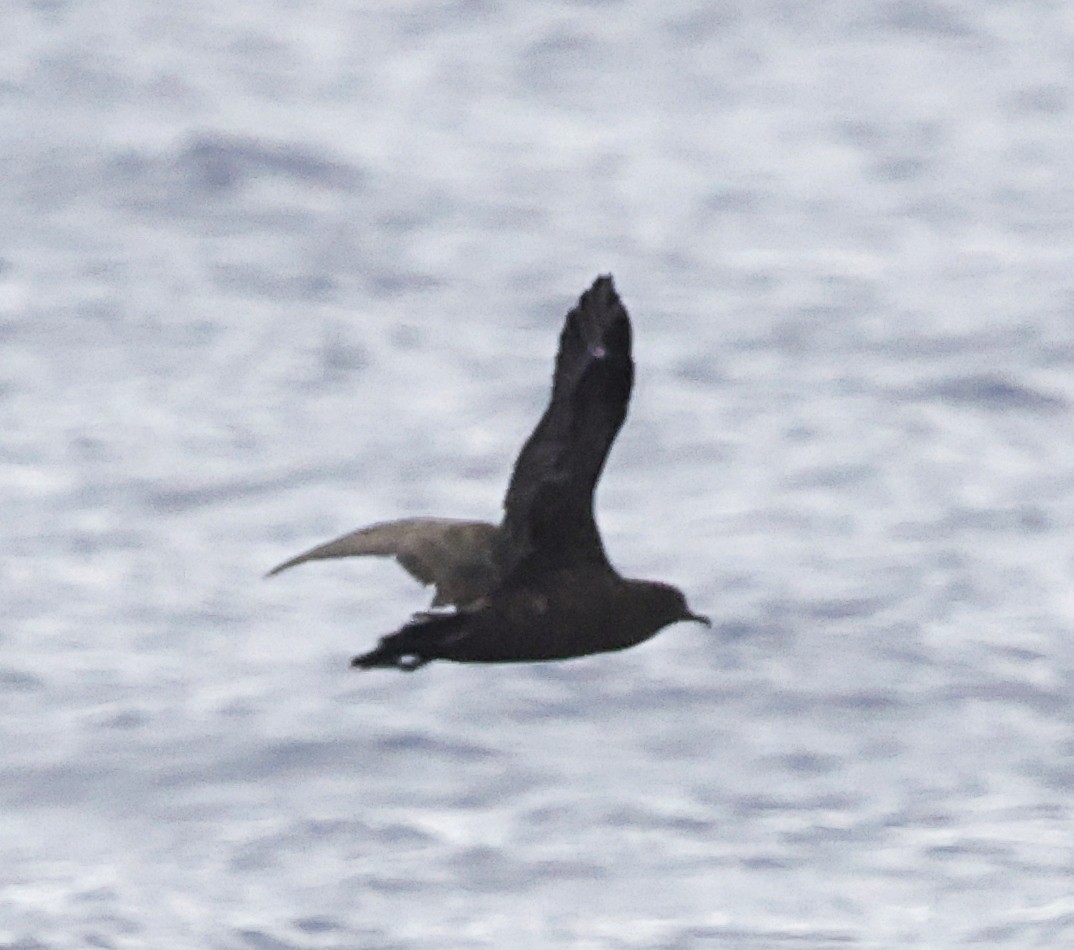 Christmas Yelkovanı - ML647579587