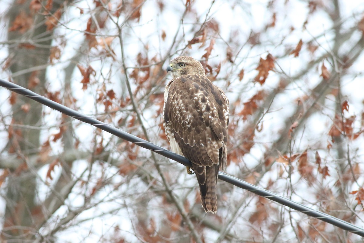 Kızıl Kuyruklu Şahin - ML647579588