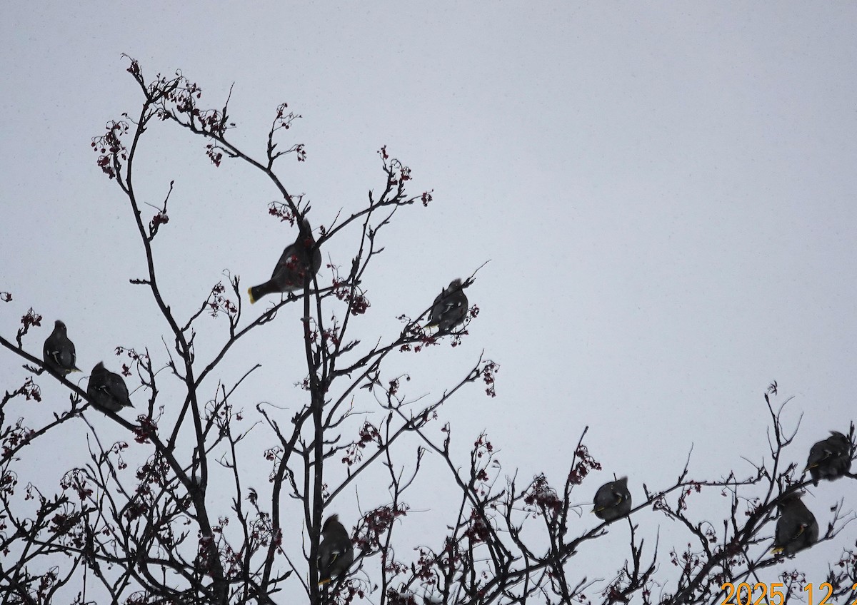 İpekkuyruk - ML647579594