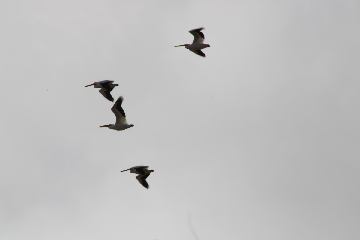 Amerika Pelikanı - ML647579595