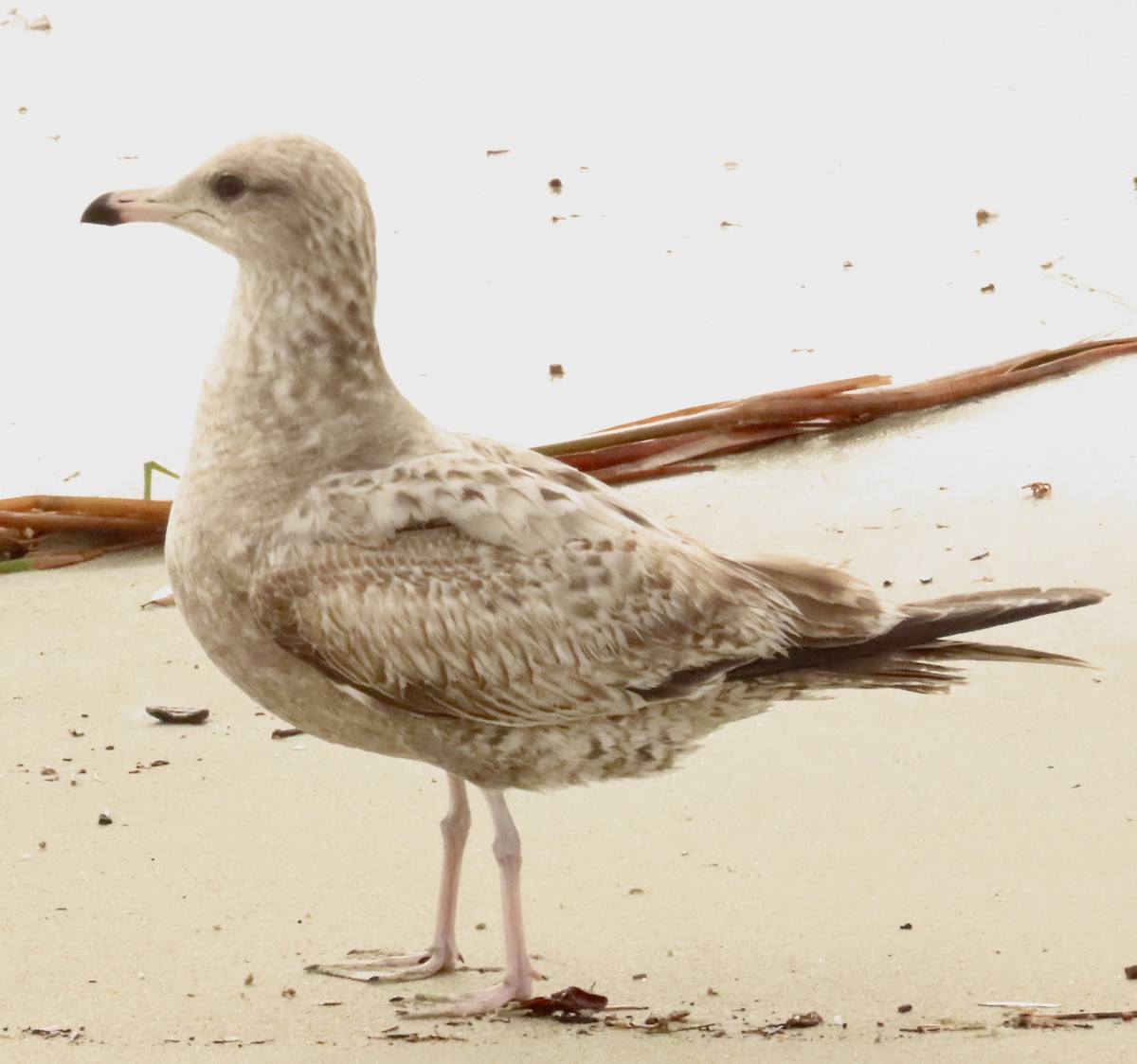 Kaliforniya Martısı - ML647579596