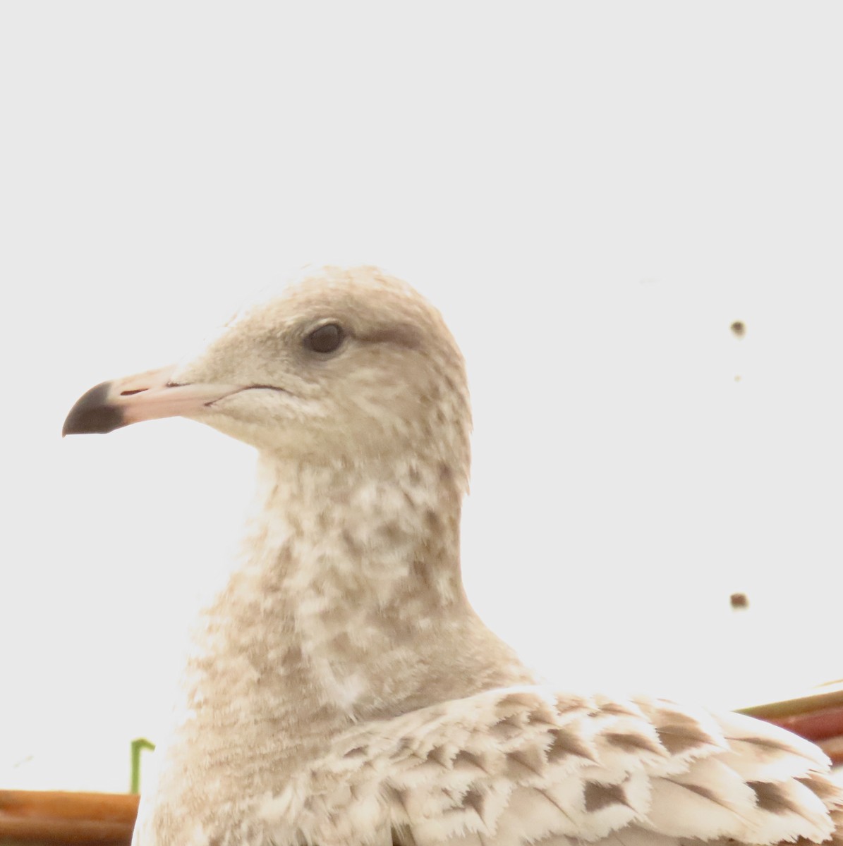 Kaliforniya Martısı - ML647579597