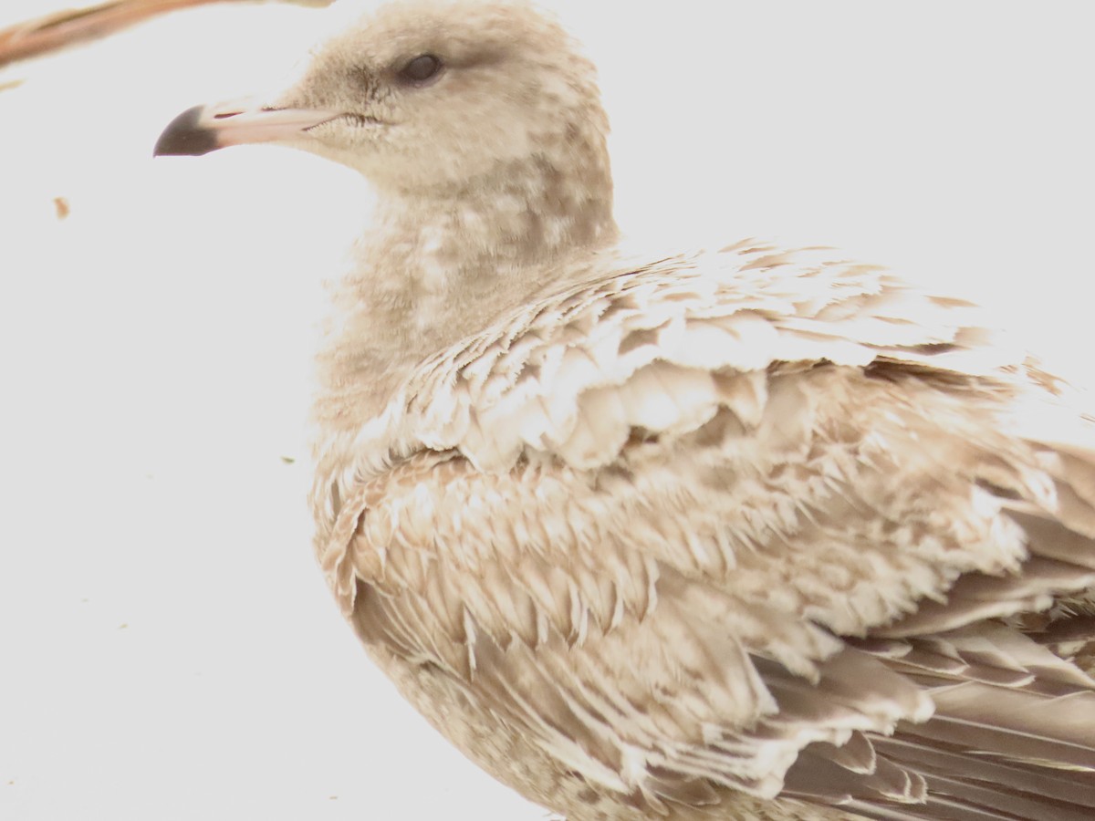 Kaliforniya Martısı - ML647579598